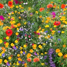 Wildflower Seeds Mix Seed Wild