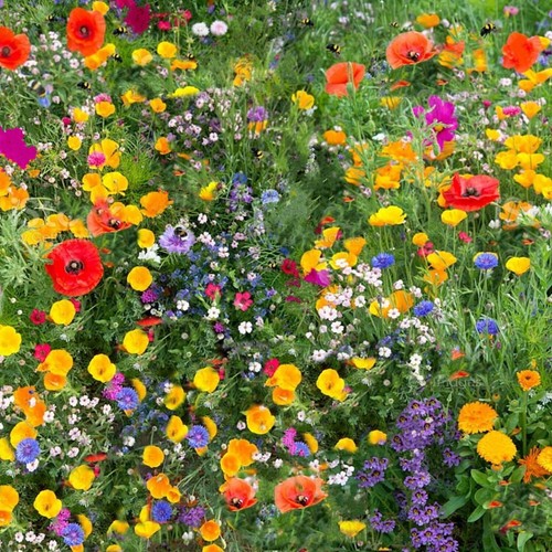 Wildflower seeds mix seed - wildflower,