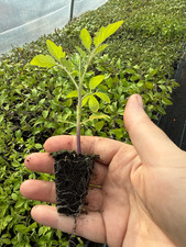Tomato Plug Plants UK Grown