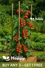 Vegetable Tomato Gardener's