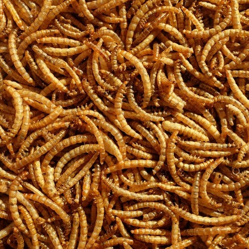 Dried mealworms premium wild - dried,